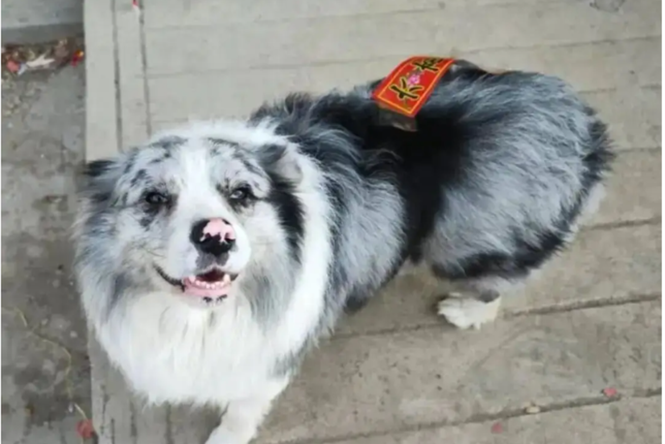 Celebrity Border Collie with 1.5m followers dognapped and eaten after it was sold to restaurant for $27