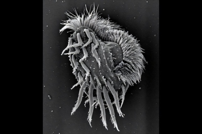 The single-celled organism that turns into a cannibalistic predator