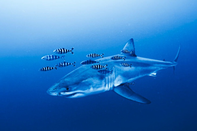 Bulletin PM briefing: Great White Shark in Mediterranean and Iran attacks latest