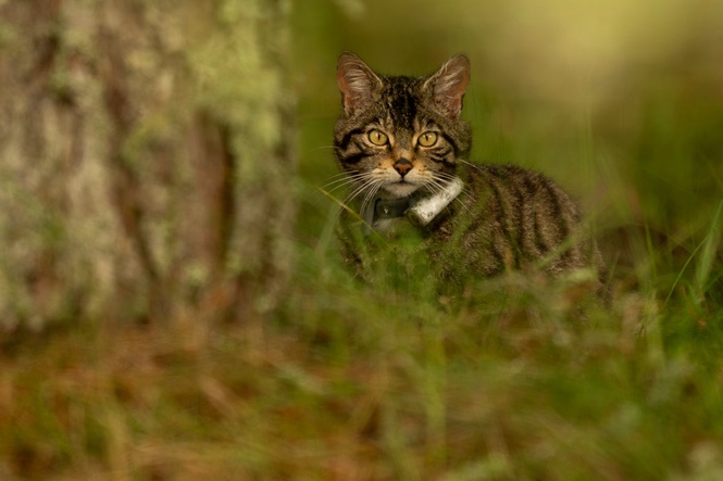Critically endangered wildcats welcome kittens in ‘truly exciting event’