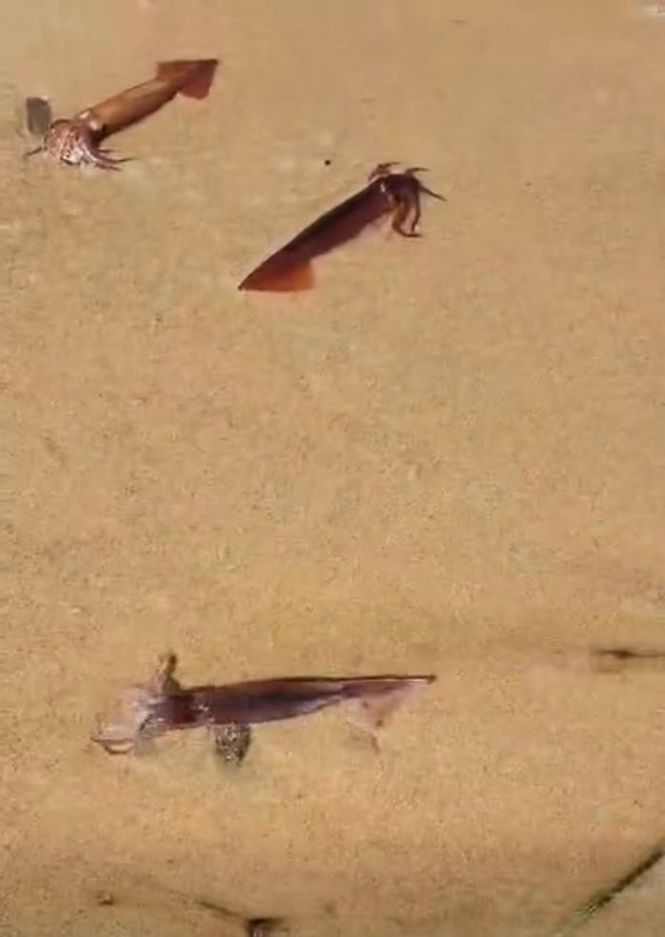 Popular beach left covered in thousands of squid after ‘mass spawning die-off’