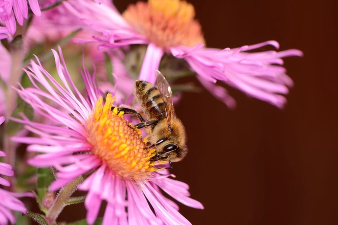 What is the pollen count today – and could there be a ‘pollen bomb’?