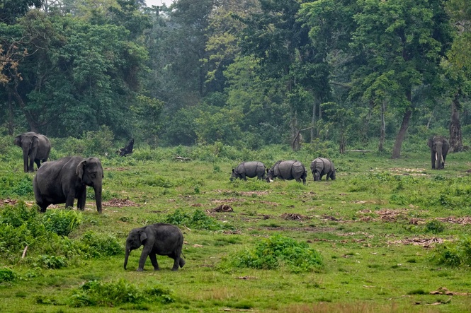 Mother trampled to death by elephant while walking children to school bus stop