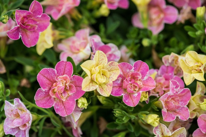 The AP's gardening expert has a list of 10 top-performing new plants for this season