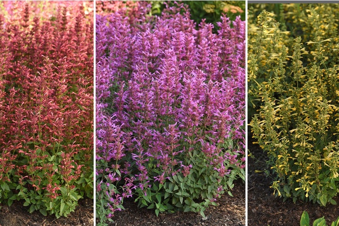 The 10 top-performing new plants for this season