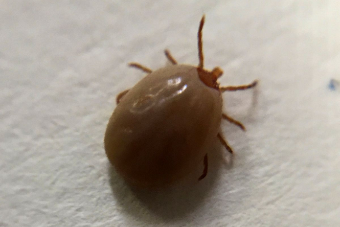 Rare and potentially more serious Lyme disease bacteria found in New York ticks