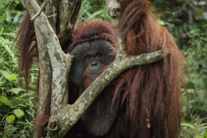 How devastating floods killed at least 58 of the world’s rarest orangutans