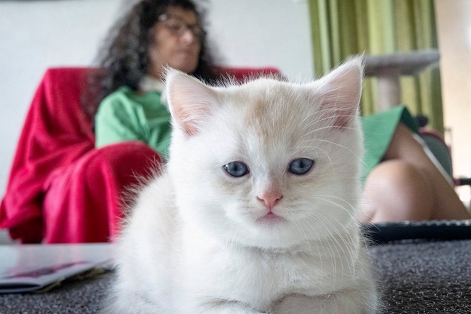 Scientists debunk common health misconception about living with cats