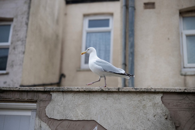 Police appeal after man ‘punches seagull’ on St Ives beach