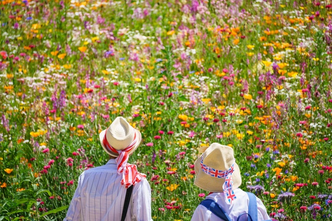 Ten of the best plants to attract pollinating insects to your garden this summer