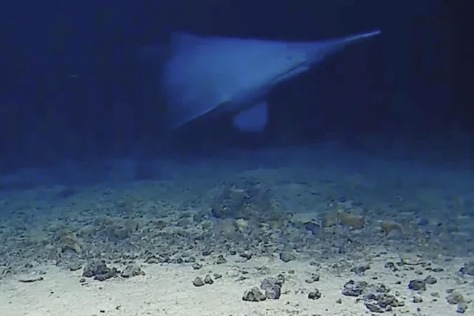 Footage reveals ‘ugly’ goblin shark alive in the wild for the first time