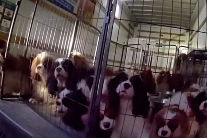 Dozens of dogs rescued by police from sweltering removal truck
