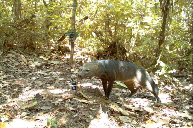 Extremely rare ‘ghost dog’ captured on camera in Amazon rainforest