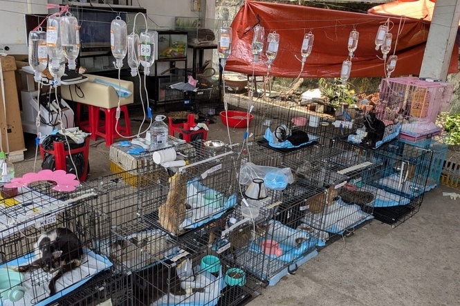 Police rescue hundreds of cats from being eaten in Vietnam with bust of major animal theft ring