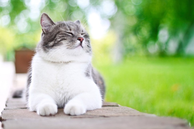 The ‘ginormous’ cat-killer fungus spreading across South America