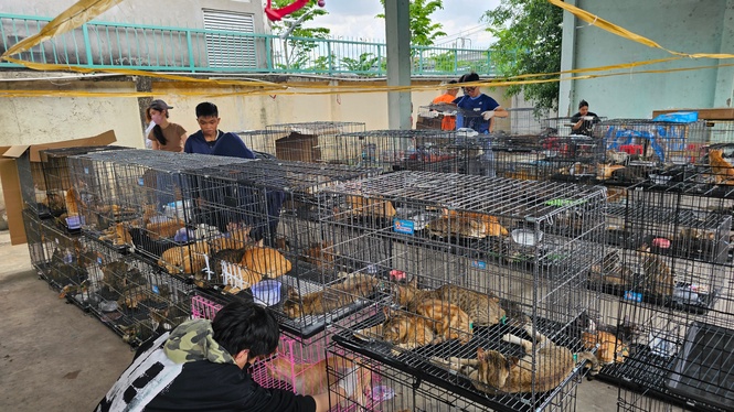 More than 400 stolen cats rescued in Vietnam after police bust meat trade ring