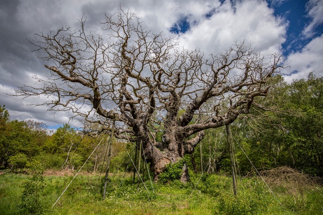 Sherwood Forest mourns ancient Major Oak tree linked to Robin Hood: ‘Heartbreaking for everyone’