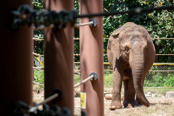 Should Animals Have Human Rights? Hawai‘i Court To Decide