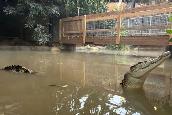 Boy, 3, injured at zoo ‘was attacked by crocodile’ in enclosure