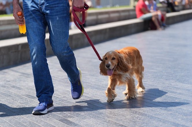 What temperature is too hot to walk a dog? Everything you need to know