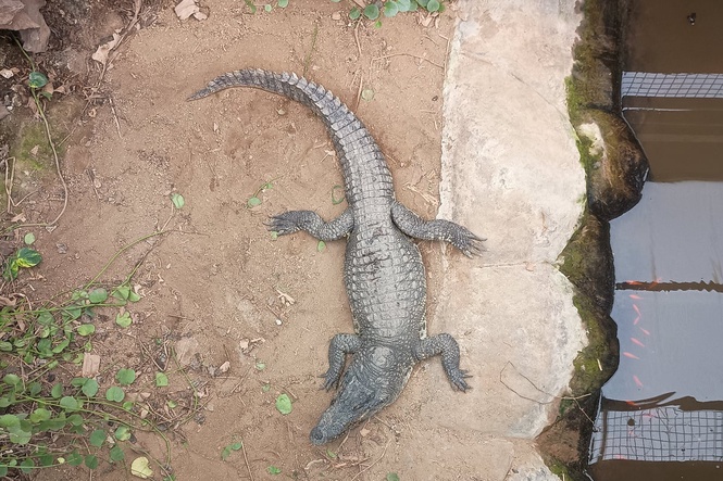 Parents of boy injured in crocodile pit detail ‘uncertain’ time after fifth surgery