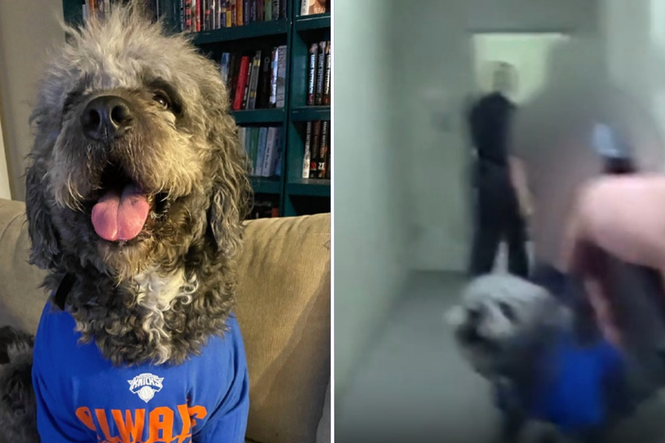 Dog wearing Knicks jersey shot dead by LA cops after reports of ‘screaming woman’ were actually basketball fans celebrating