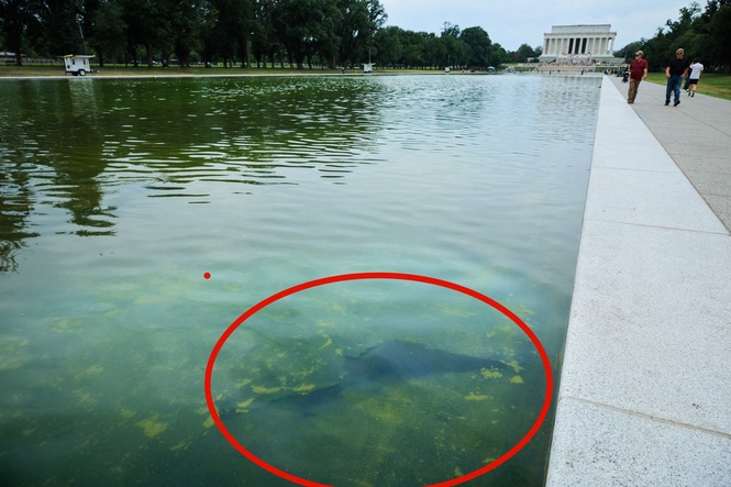Trump says ‘vandals’ poured chemicals into the Reflecting Pool after his team used bleach to treat the algae