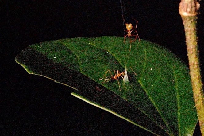 New spider that hunts dangerous ants using a spring-loaded trap discovered by scientists in Australia