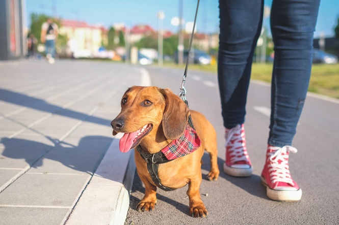 When is it too hot to walk your dog? Owners warned of ‘silent killer’ as temperatures soar