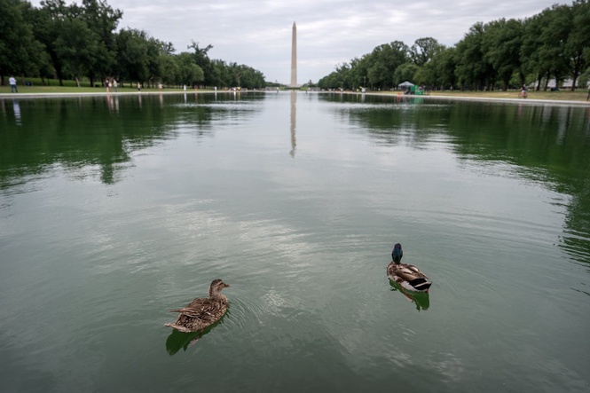 Ducks have been found dead near Trump’s algae-laden, paint-peeling Reflecting Pool, report claims