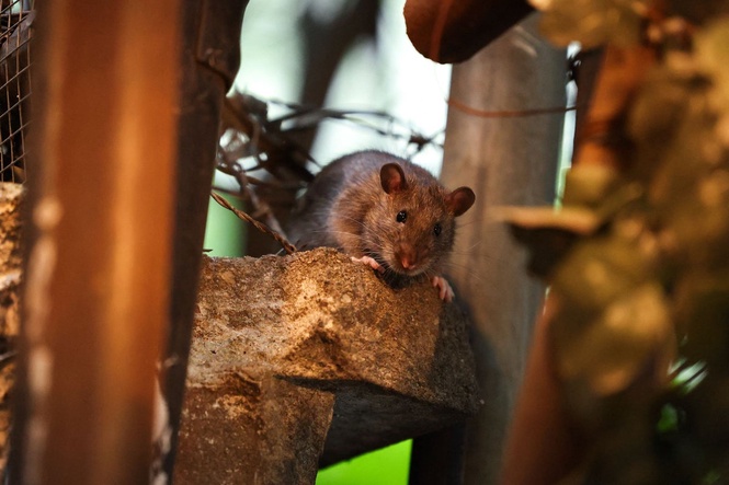 Rats and mice are mutating and becoming resistant to poison, researchers warn
