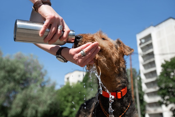 RSPCA warns dog owners ‘if in doubt, don’t go out’ as temperatures soar