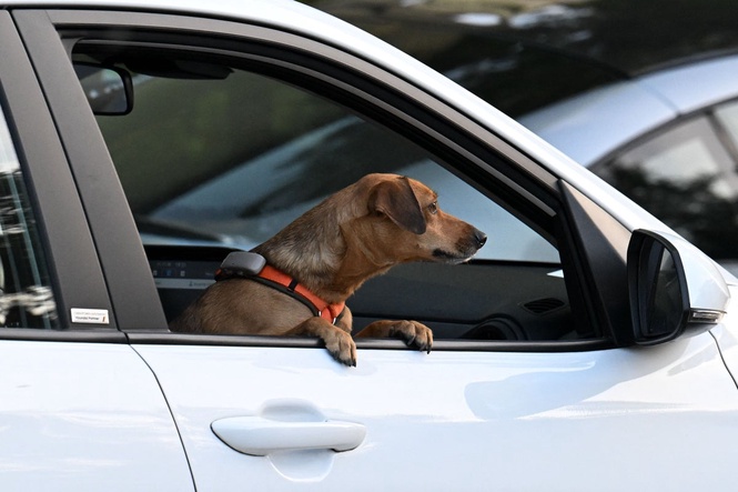 Why leaving a dog in a hot car for one minute is too long – and what to do if you spot one