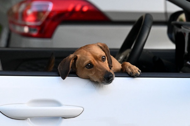 What to do if you spot a distressed dog inside a hot car – RSPCA advice