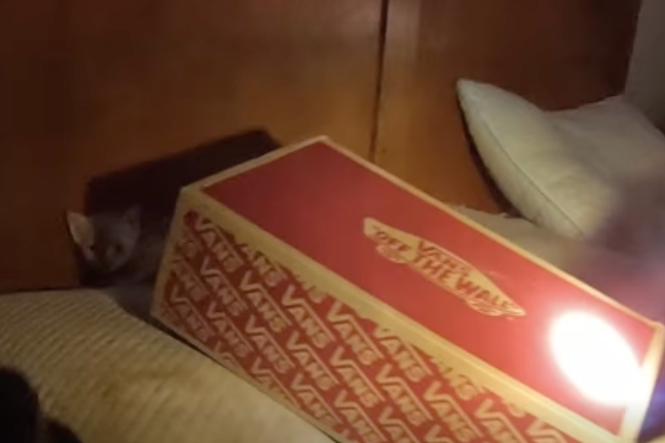 Moment tiny kitten hidden inside shoe box is rescued from house fire