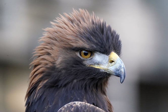 Golden eagle found with 17 shotgun pellets in body and wings