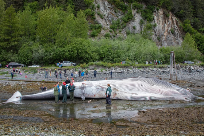 Cruise ships told to reduce speed after pregnant endangered whale killed in Alaska
