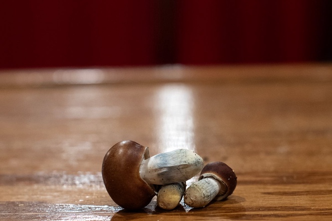 California dad admits dosing his children hallucinogenic mushrooms every other day