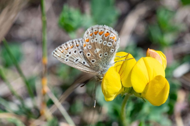 How to create a perfect garden setting for butterflies