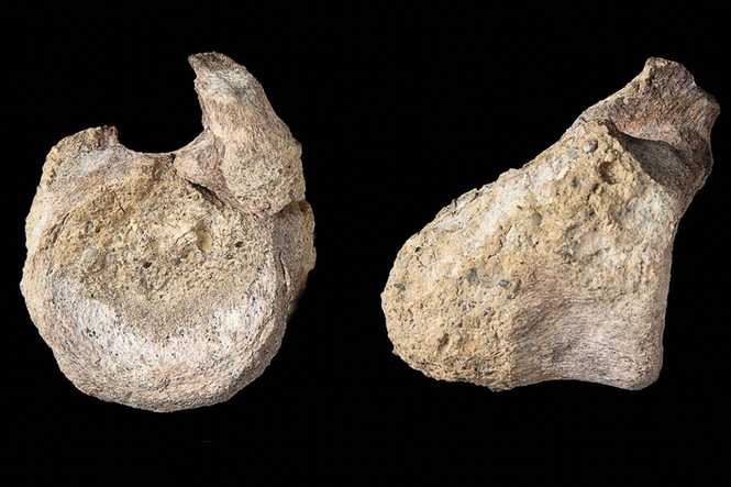 First dinosaur bone from Antarctica was unnoticed for 40 years