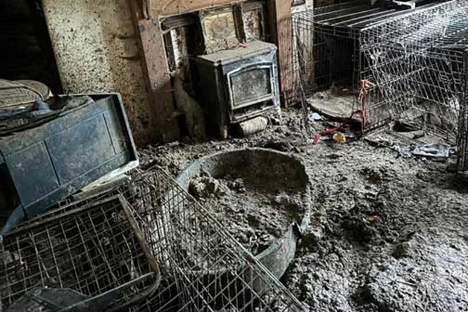 Nearly 80 emaciated dogs found at Crufts winner’s home