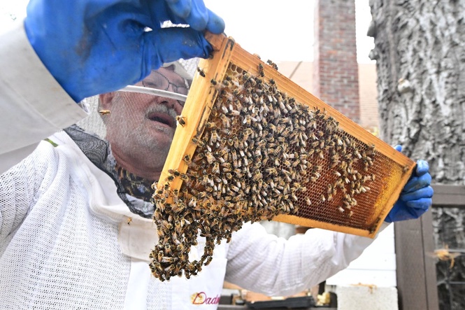 There may be three times as many species of insects than previously known, scientists warn