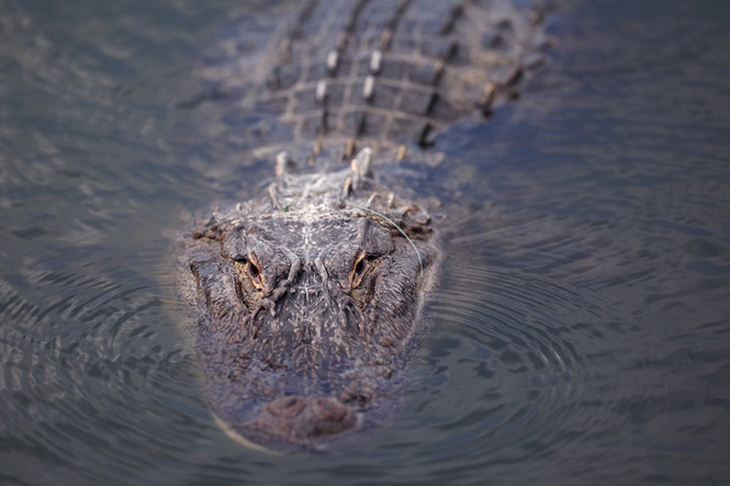 Harrowing 911 call describes moments after alligator fatally attacked Florida woman: ‘One arm is completely off’