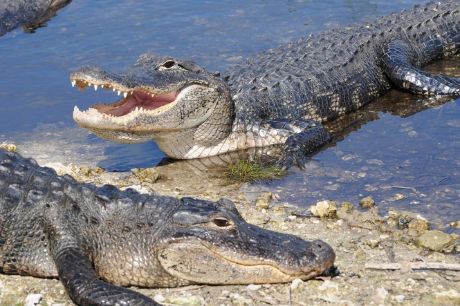 Alligators and crocodiles among thousands of dangerous wild animals being kept as pets in Britain, research shows