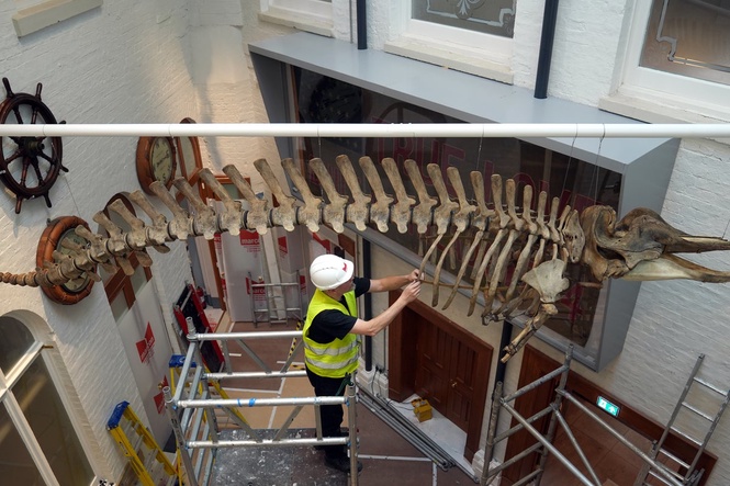 Conservator spent five days installing 40-foot whale skeleton at museum