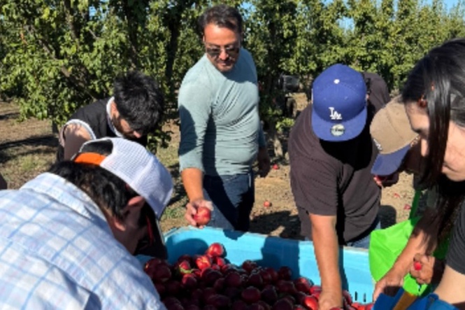 A California farmer is being sued for selling his nectarines. So he is giving away 125,000 pounds for free