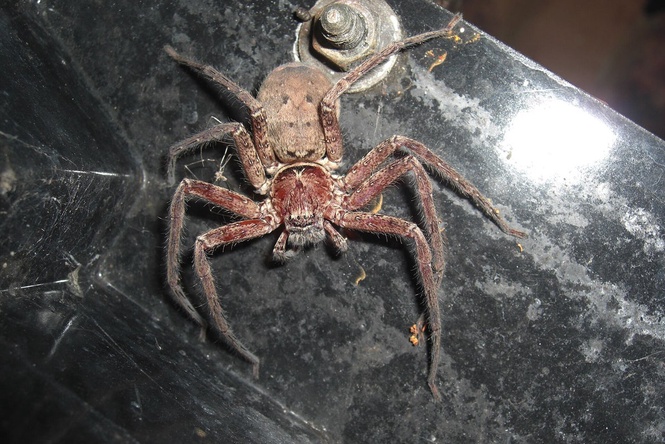 Australian spider declared world’s fastest after record-breaking sprint