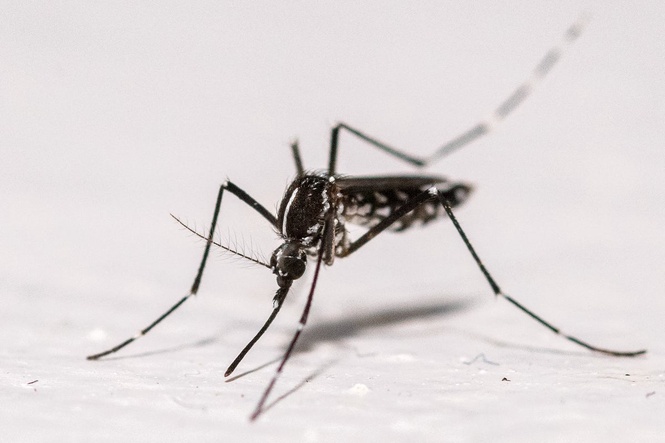 Why 600,000 mosquitoes are being deployed around Washington DC