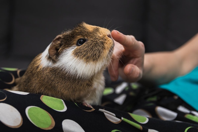 Why a couple in Wales have been given permission to eat guinea pigs for food