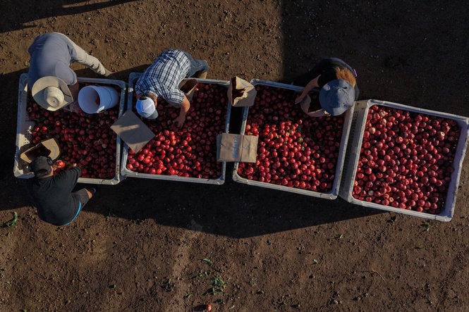 California farmer and food marketer spar over who can sell white nectarines